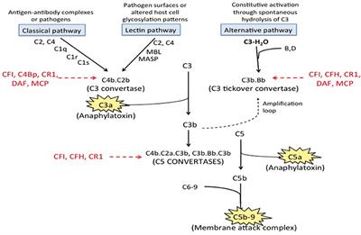 Complement in the Pathophysiology of the Antiphospholipid Syndrome